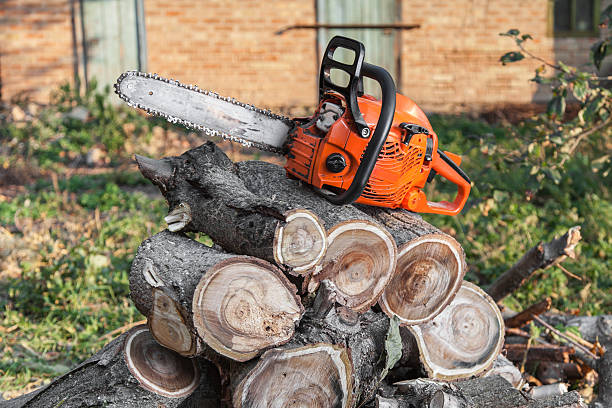 Residential Tree Removal in Manti, UT